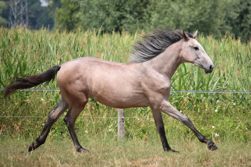 Rakata Van De Elshoeve